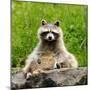 Raccoon-null-Mounted Photographic Print