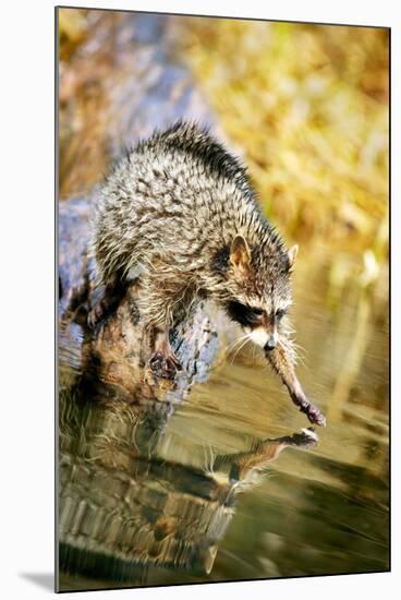 Raccoon-null-Mounted Photographic Print