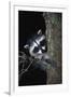 Raccoon-null-Framed Photographic Print