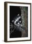 Raccoon-null-Framed Photographic Print