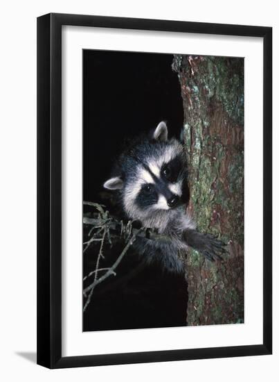 Raccoon-null-Framed Photographic Print