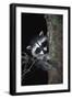 Raccoon-null-Framed Photographic Print