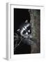 Raccoon-null-Framed Photographic Print