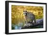 Raccoon-null-Framed Photographic Print