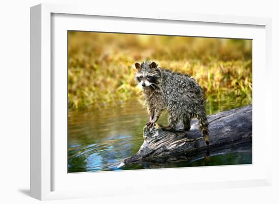 Raccoon-null-Framed Photographic Print