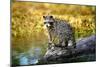 Raccoon-null-Mounted Photographic Print