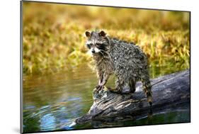 Raccoon-null-Mounted Photographic Print