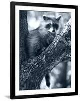 Raccoon-Gordon Semmens-Framed Photographic Print