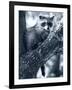 Raccoon-Gordon Semmens-Framed Photographic Print