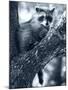 Raccoon-Gordon Semmens-Mounted Photographic Print