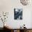 Raccoon-Gordon Semmens-Photographic Print displayed on a wall
