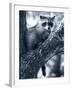 Raccoon-Gordon Semmens-Framed Photographic Print
