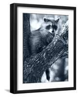 Raccoon-Gordon Semmens-Framed Photographic Print