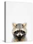 Raccoon-Tai Prints-Stretched Canvas