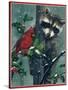 Raccoon-William Vanderdasson-Stretched Canvas