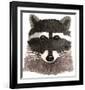 Raccoon-Jeannine Saylor-Framed Art Print