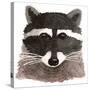 Raccoon-Jeannine Saylor-Stretched Canvas