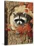 Raccoon-William Vanderdasson-Stretched Canvas