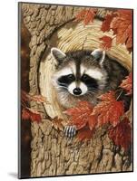 Raccoon-William Vanderdasson-Mounted Giclee Print