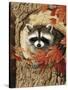 Raccoon-William Vanderdasson-Stretched Canvas