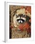 Raccoon-William Vanderdasson-Framed Giclee Print