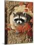 Raccoon-William Vanderdasson-Mounted Giclee Print