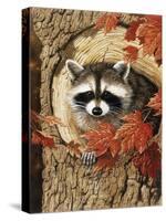 Raccoon-William Vanderdasson-Stretched Canvas