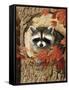 Raccoon-William Vanderdasson-Framed Stretched Canvas