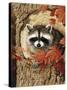 Raccoon-William Vanderdasson-Stretched Canvas