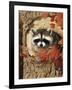 Raccoon-William Vanderdasson-Framed Giclee Print
