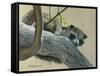 Raccoon-Rusty Frentner-Framed Stretched Canvas