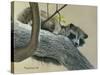 Raccoon-Rusty Frentner-Stretched Canvas