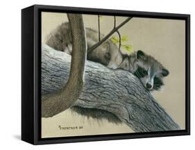 Raccoon-Rusty Frentner-Framed Stretched Canvas