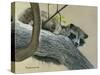 Raccoon-Rusty Frentner-Stretched Canvas