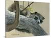 Raccoon-Rusty Frentner-Stretched Canvas