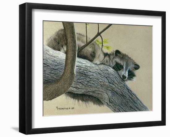 Raccoon-Rusty Frentner-Framed Giclee Print