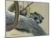 Raccoon-Rusty Frentner-Mounted Giclee Print