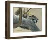 Raccoon-Rusty Frentner-Framed Premium Giclee Print