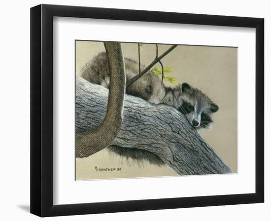 Raccoon-Rusty Frentner-Framed Premium Giclee Print