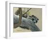 Raccoon-Rusty Frentner-Framed Premium Giclee Print