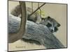 Raccoon-Rusty Frentner-Mounted Premium Giclee Print