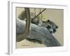 Raccoon-Rusty Frentner-Framed Giclee Print