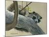 Raccoon-Rusty Frentner-Mounted Giclee Print
