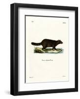 Raccoon-null-Framed Premium Giclee Print