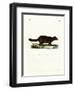 Raccoon-null-Framed Premium Giclee Print