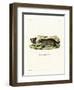 Raccoon-null-Framed Giclee Print