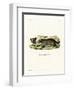 Raccoon-null-Framed Giclee Print