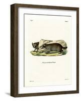Raccoon-null-Framed Giclee Print