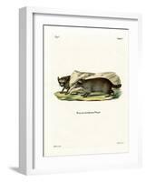 Raccoon-null-Framed Giclee Print