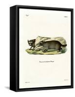 Raccoon-null-Framed Stretched Canvas